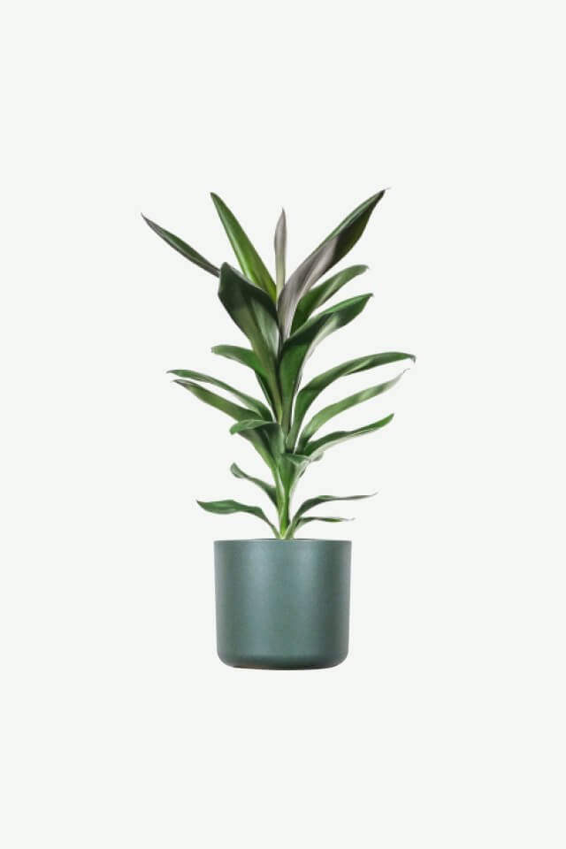 Flos