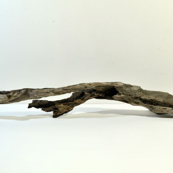 Driftwood 51
