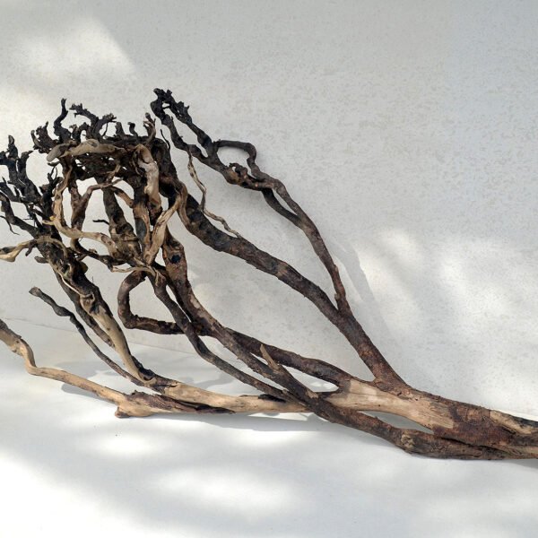 Driftwood107 - large Mangrove Roots