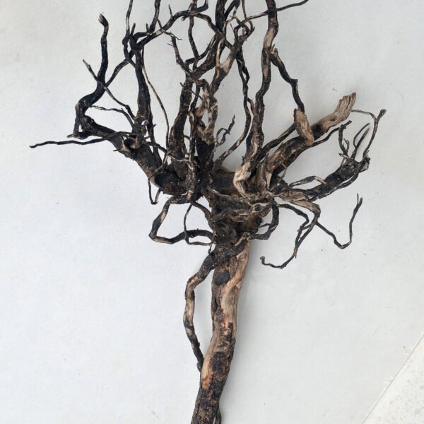 Driftwood108 - large Mangrove Root